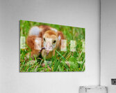 Sandhill Crane Gets the Worm Acrylic Print