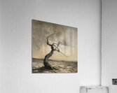 Still Standing 1 Acrylic Print