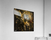 Cougar Golden Glow 8 Acrylic Print