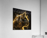Cat Golden Glow 4 Acrylic Print