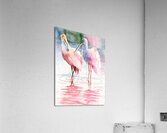 Spoonbills in Florida  Acrylic Print