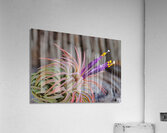 Blooming Tillandsia Acrylic Print