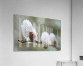 Pussy Willow Branch With Raindrops Acrylic Print