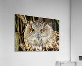 Owl Acrylic Print