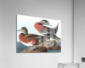 American widgeon duck 1827 Acrylic Print