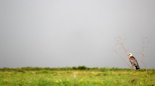 Red Shoulder Hawk Close Print