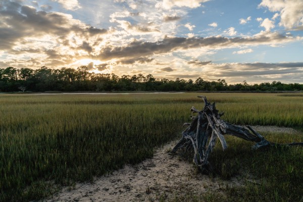Driftwood Sunset Print