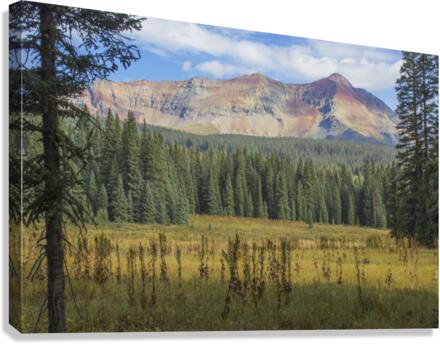 Range Through the Trees Canvas Print