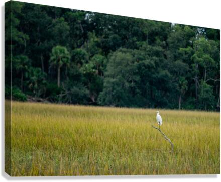 Standing Guard Canvas Print
