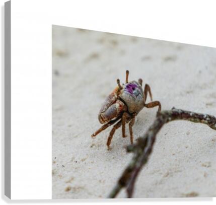 Fiddler Crab Canvas Print