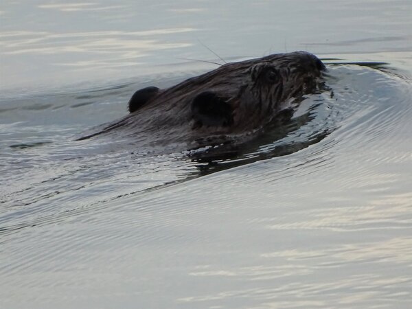 Beaver Print