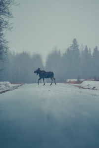 [Wildlife] Snowy Sighting 