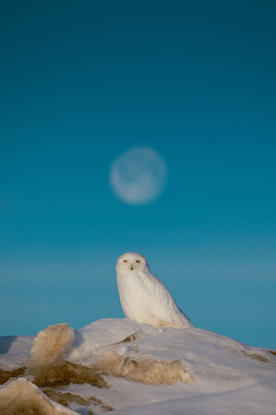[Wildlife] Snowy Snow by Caleb Crombie