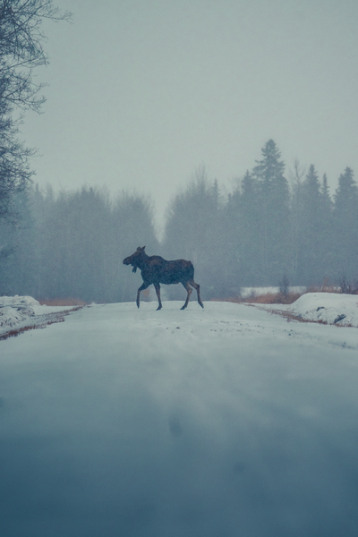 [Wildlife] Snowy Sighting  by Caleb Crombie