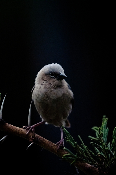 [Wildlife] Social Weaver by Caleb Crombie