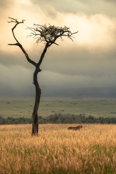[Wildlife] Lioness  by Caleb Crombie