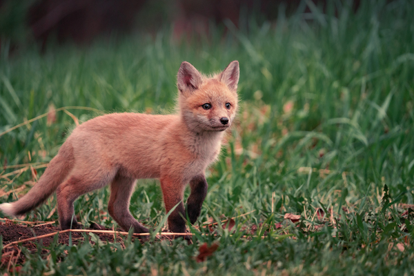 [Wildlife] Curious Kit  Print