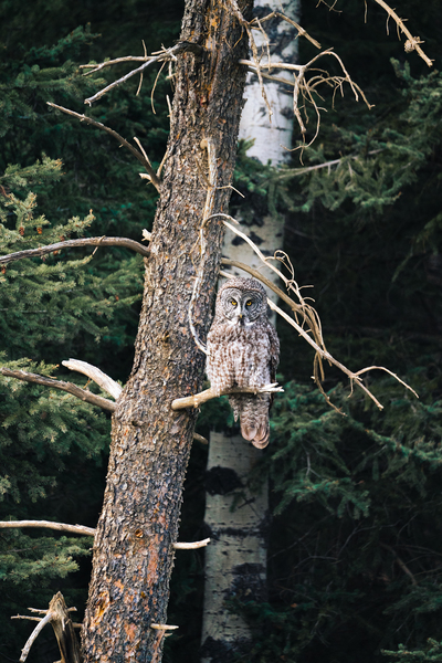 [Wildlife] Grey Wisdom by Caleb Crombie