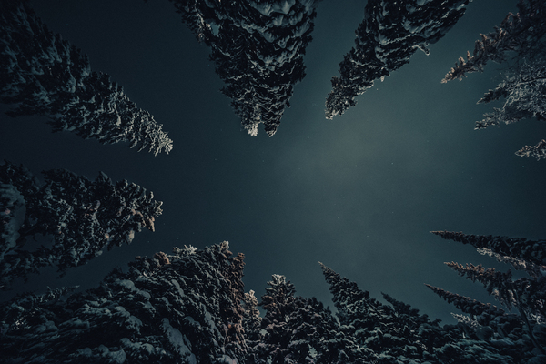 [British Columbia] SilverStar Trees  by Caleb Crombie