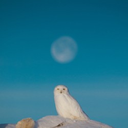 [Wildlife] Snowy Snow