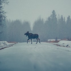 [Wildlife] Snowy Sighting 