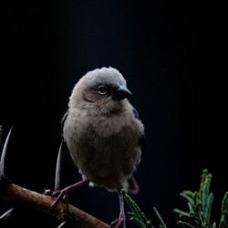 [Wildlife] Social Weaver
