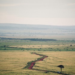 [Kenya] Massai Mara 