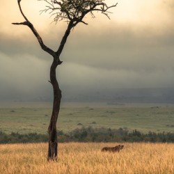[Wildlife] Lioness 