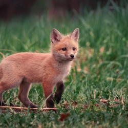[Wildlife] Curious Kit 