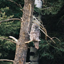 [Wildlife] Grey Wisdom