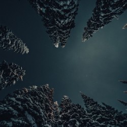 [British Columbia] SilverStar Trees 