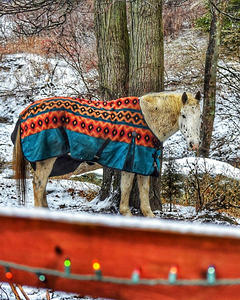 Horse in Winter