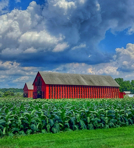 03 Summer on Horton Farm