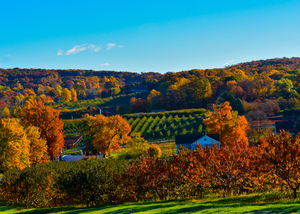 10 Belltown Orchards in Fall