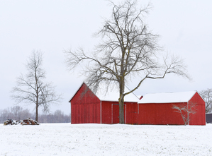 13 Tree in Winter Solitude