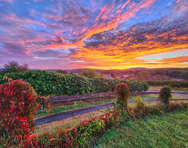 09Aug Belltown Hill Orchards Print