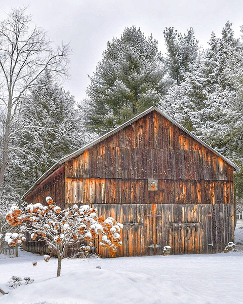 G20 Among the Pines Print