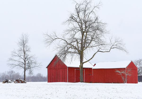 11 Winter Card Print