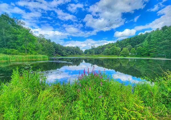 07 Spring Card Print