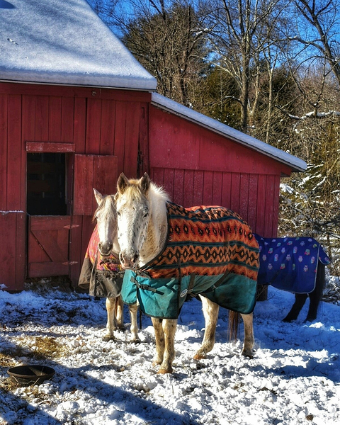 Horses in Winter Print