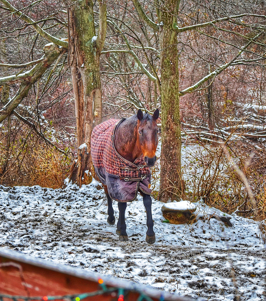 Galloping Horse Print