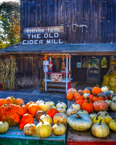 15 Pumpkins at Old Cider Mill  Print