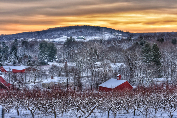 G06 Belltown Orchards Under Snow Print