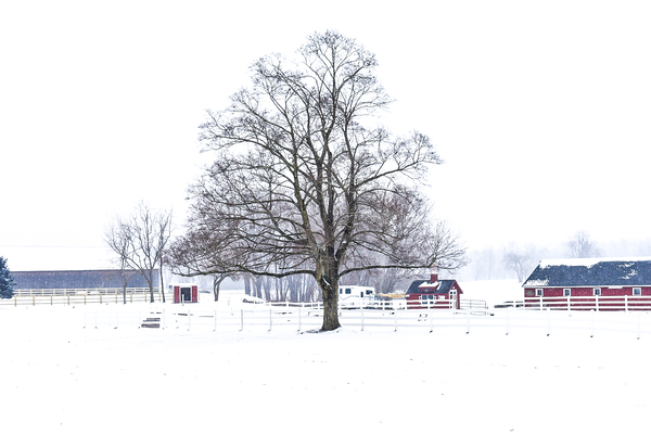 G02 Snow Day on the Farm Print