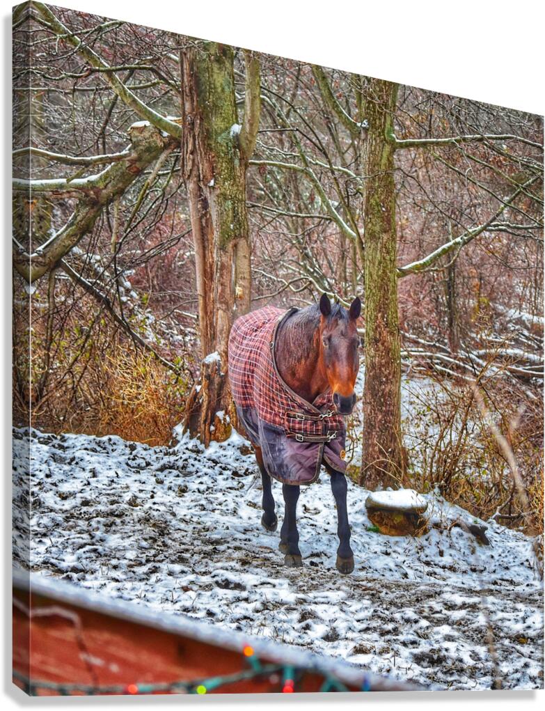 Galloping Horse Canvas Print