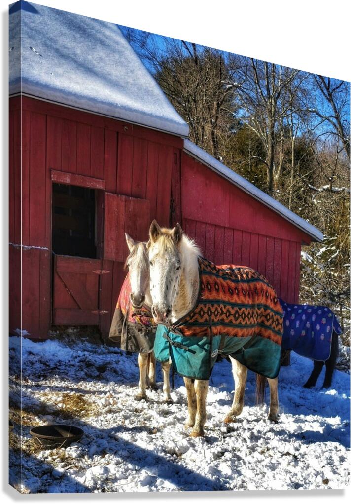 Horses in Winter Canvas Print