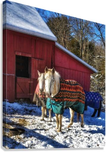 22 Horses in Winter Coats Canvas Print