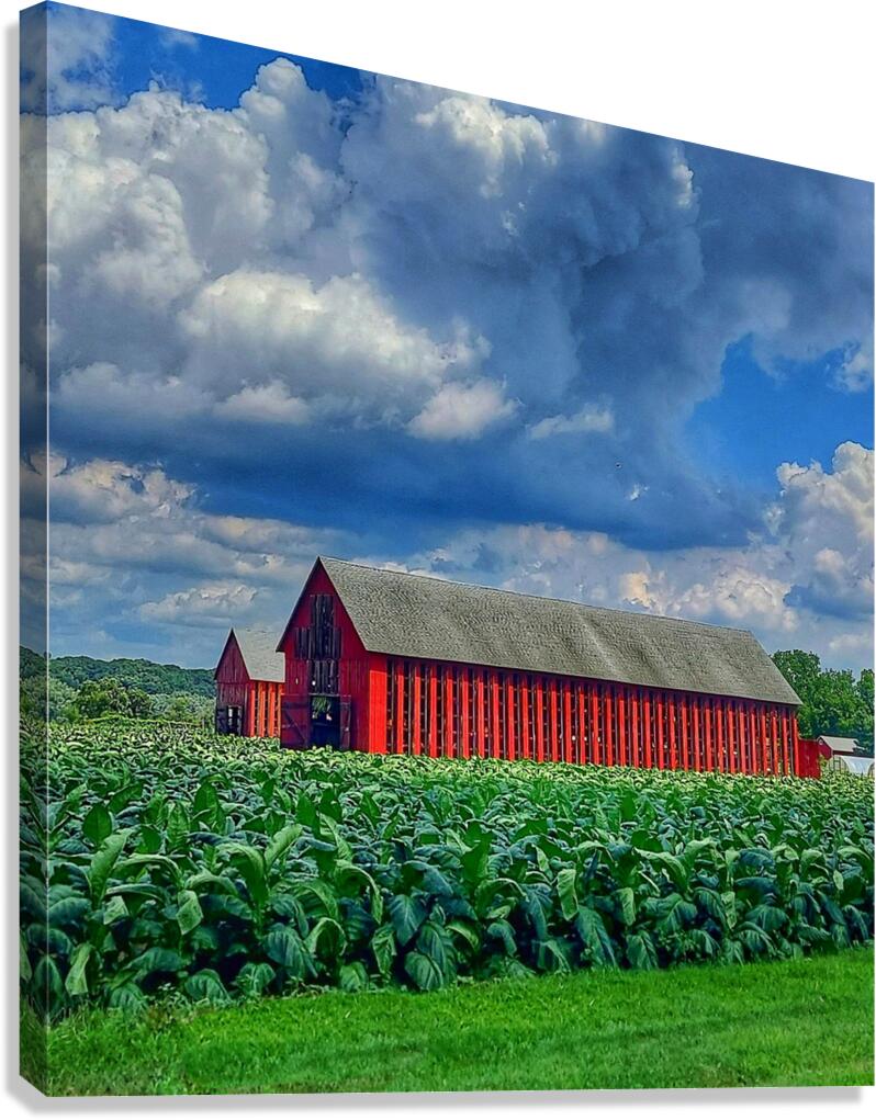 03 Summer on Horton Farm Canvas Print