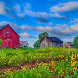 07Jul Gutt Family Farm