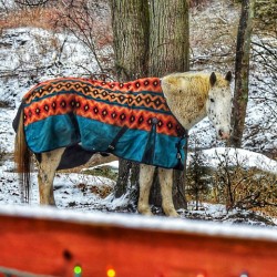 Horse in Winter